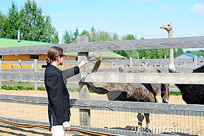 Tourist feeding ostriches Stock Photo