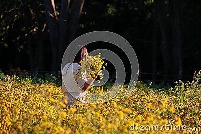 Tourist girl visiting beautiful yellow Chrysanthemum garden field, golden daisy flowers blooming in form, Chiang Mai, Thailand. On Editorial Stock Photo