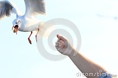 Tourist hand feeding food to Brown headed gulls Chroicocephalus brunnicephalus in BangPu Recreation Center, Samut Prakarn Stock Photo