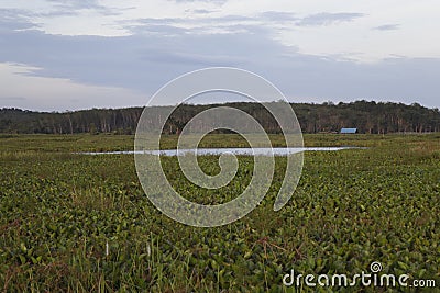 Tourist lake overgrown by wild plants Stock Photo