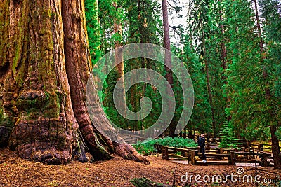 Tourist looks up at a giant sequoia tree Stock Photo