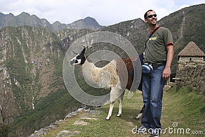 A tourist meet a guanaco Lama guanicoe camelid native to South America, Machu Picchu Peru Editorial Stock Photo