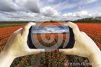 Tourist photographing a tulip farm Stock Photo