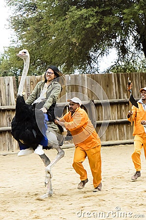 Tourist riding an ostrich Editorial Stock Photo