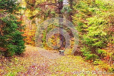 Beautiful sunny forest, wild nature, outdoor travel background Stock Photo