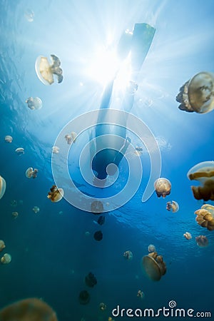 Tourist snorkeling in Jellyfish Lake Stock Photo