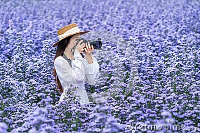 Tourist take a photo with digital camera in margaret flowers fields Stock Photo
