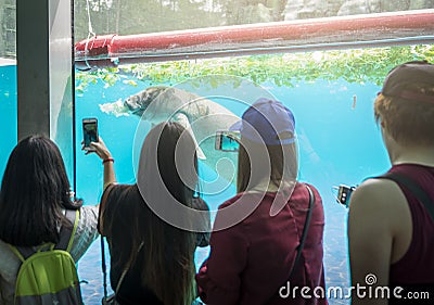 Tourist take a picture of Manatee in a zoo Editorial Stock Photo