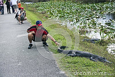 Tourist touching aligator Editorial Stock Photo