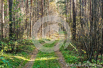 tourist trail in woods Stock Photo