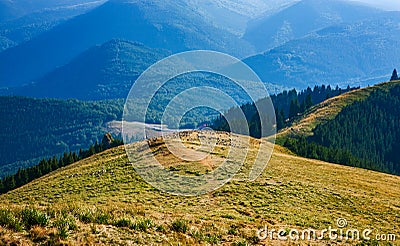 Tourist trails. Shepherd and flock of sheep Stock Photo