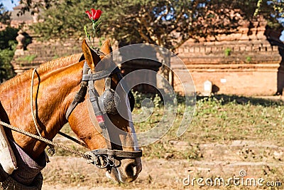 Tourist transport: horse and cart in Bagan Stock Photo