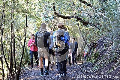 Tourist trekking in Rangitoto Island New Zealand Editorial Stock Photo