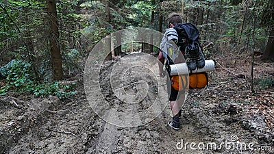 A tourist walking alone in the fores. Poland Editorial Stock Photo