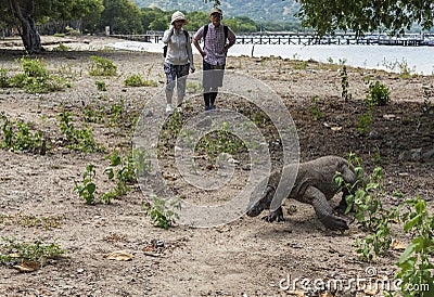 Tourist watching the Komodo dragon walking near sea inside Komodo National Park Editorial Stock Photo