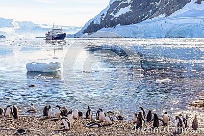 Touristic cruise ship in the antarctic lagoon among icebergs and Gentoo penguins colony on the shore of Neco bay Stock Photo