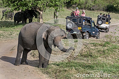 Tourists aboard a safari jeep watch a herd of wild elephants grazing in Minneriya National Park. Editorial Stock Photo