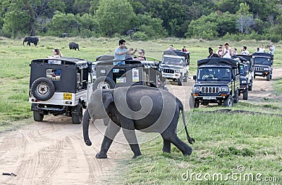 Tourists aboard safari jeeps watch a herd of wild elephants grazing in Minneriya National Park. Editorial Stock Photo