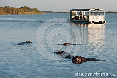 Tourists on boat looking at Hippo Stock Photo