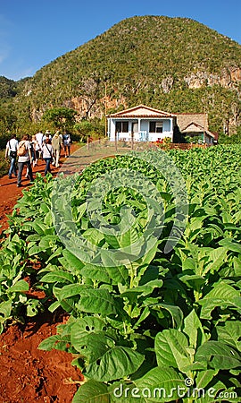 Tourists can be seen visiting Tobacco plantation in Vinales, Cuba Editorial Stock Photo