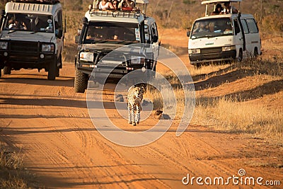 Tourists chase cheetah on the dirty road in off road cars on their game drive. Editorial Stock Photo