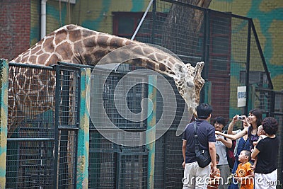 Tourists feed a giraffe Editorial Stock Photo