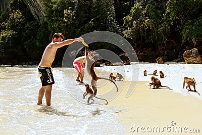 Tourists feeding crab-eating macaques at the beach on Phi Phi Do Editorial Stock Photo