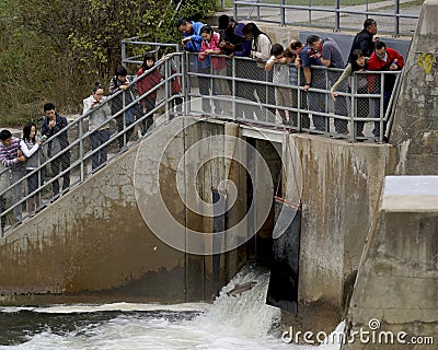 Tourists Capture Photographs at Fish Ladder - Gana Editorial Stock Photo