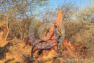 Tourists hike towards Waterberg Plateaus. Tourists hike towards Waterberg Plateaus Editorial Stock Photo