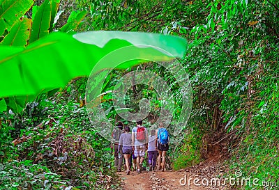 Tourists hiking in the deep jungle of the Khao Yai national park in Thailand Editorial Stock Photo