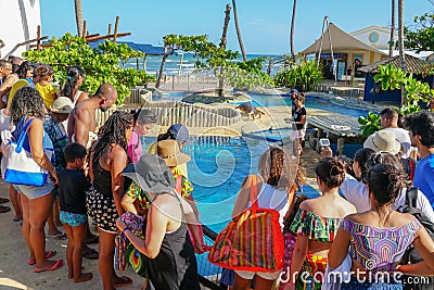 Tourists observing turtles in big tank at The Project Tamar Editorial Stock Photo