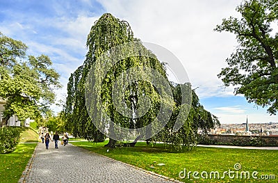 Tourists pass by a beautiful weeping willow birch tree along the garden ramparts of the Prague Castle Complex Editorial Stock Photo