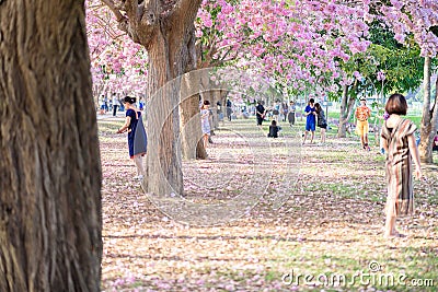 Tourists and photographers travel. Tabebuia rosea is a Pink Flow Editorial Stock Photo