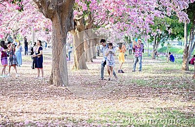 Tourists and photographers travel. Tabebuia rosea is a Pink Flow Editorial Stock Photo