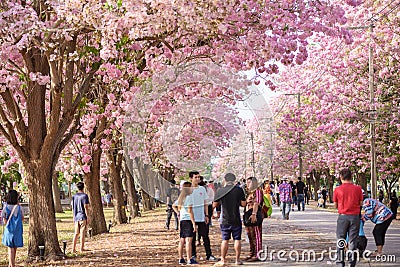 Tourists and photographers travel. Tabebuia rosea is a Pink Flow Editorial Stock Photo