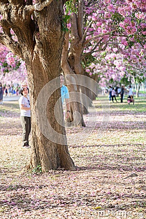 Tourists and photographers travel. Tabebuia rosea is a Pink Flow Editorial Stock Photo