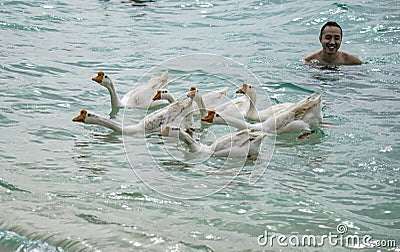 Tourists playing with geese that swim live on the beach of Hat Tien Beach, Koh Larn, Pattaya, Thailand Editorial Stock Photo