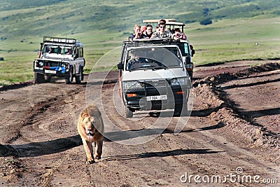 Tourists ride on jeeps for wild African lion. Editorial Stock Photo