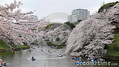 Tourists rowing boats on a lake under beautiful cherry blossom trees in Chidorigafuchi Urban Park during Sakura Festival in Tokyo Stock Photo