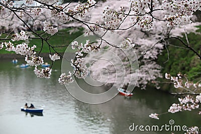 Tourists rowing boats merrily on a canal under beautiful sakura trees in Chidorigafuchi Park, Tokyo blurred background Stock Photo