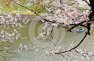 Tourists rowing boats merrily on a canal under beautiful sakura trees in Chidorigafuchi Park, Tokyo blurred background Stock Photo