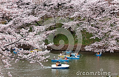 Tourists rowing boats merrily on a canal under beautiful sakura trees in Chidorigafuchi Park, Tokyo blurred background Editorial Stock Photo