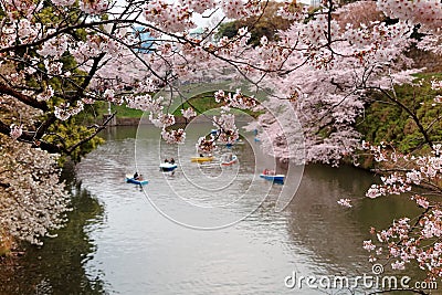 Tourists rowing boats merrily on a lake under beautiful cherry blossom trees in Chidorigafuchi Urban Park during Sakura Festival i Stock Photo