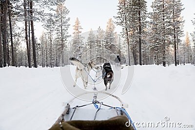 Tourists running a dogsled in Lapland Stock Photo