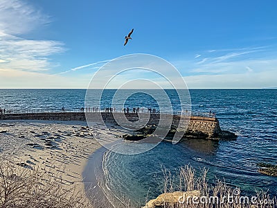 Tourists and seagulls watch sea lions rest on La Jolla beach Editorial Stock Photo