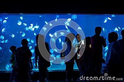 Tourists stop and observe a tank full of jellyfish in an aquarium Editorial Stock Photo