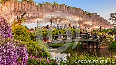 Tourists take pictures on the white wisteria trellis bridge at dusk at Ashikaga Flower Park Editorial Stock Photo