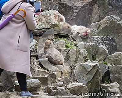 Tourists taking photos of sleeping Japanese Macaque monkeys. Snow monkey park, Nagano, Japan Stock Photo