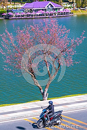 Tourists visit and take pictures by cherry apricot trees along the banks Editorial Stock Photo