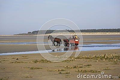 Tourists visiting the Somme Bay on a horse carriage, France Editorial Stock Photo